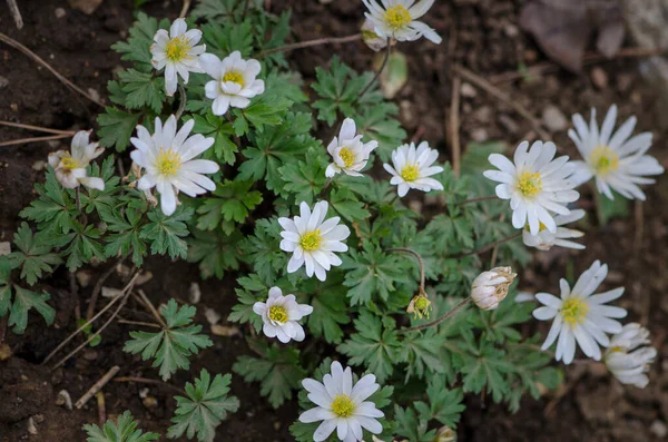 stock image Anemone blanda white Shades, beautiful decorative tiny spring forest flower