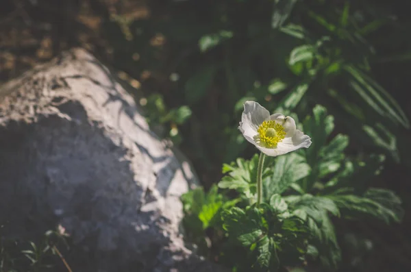 Anemone Blanda Sfumature Bianche Bel Decorativo Piccolo Fiore Foresta Primaverile — Foto Stock