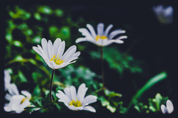 Anemone blanda white Shades, beautiful decorative tiny spring forest flower