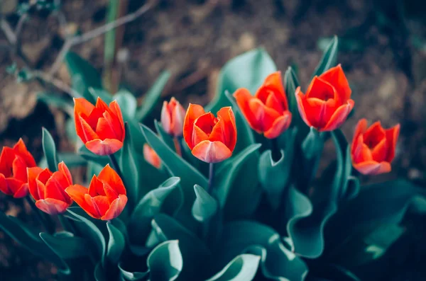 Tulipanes Rojos Primavera Jardín —  Fotos de Stock