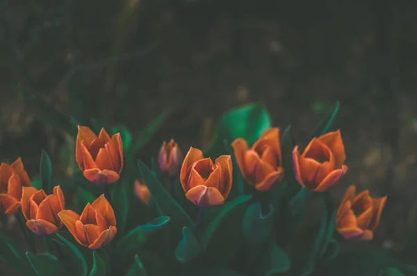 stock image spring red tulips in the garden, dark backgroujnd