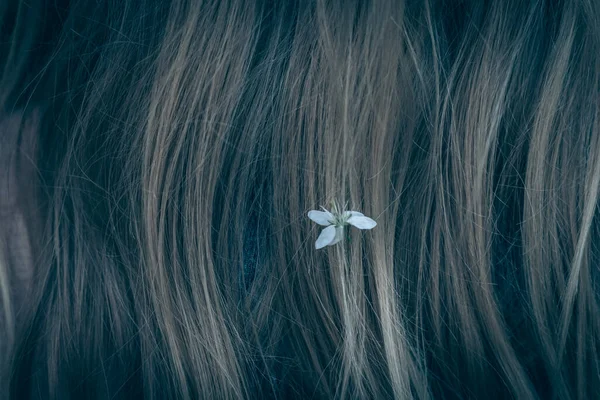 Vlasy Pozadí Malými Bílými Květy Izolované Kopírovací Prostor — Stock fotografie
