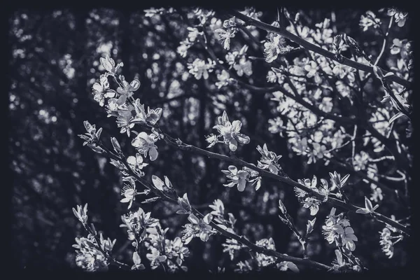 Lkbaharda Meyve Ağacında Küçük Beyaz Çiçekler — Stok fotoğraf