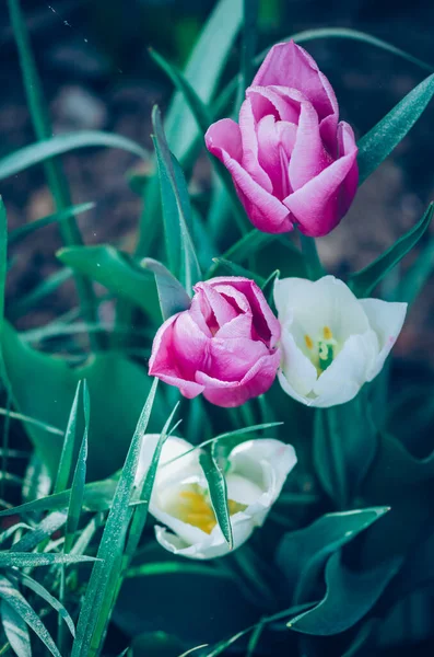 ピンクと白のチューリップと緑の背景 — ストック写真