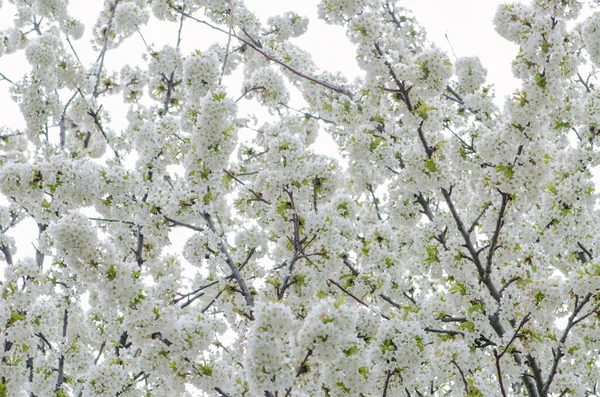 春に白い小さな花を咲かせます — ストック写真