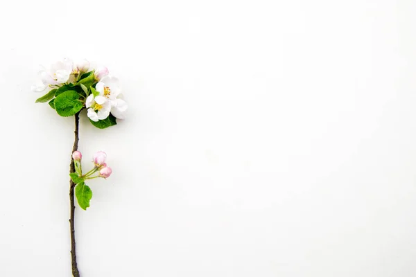 果树枝条上的白色小花 复制空间 — 图库照片