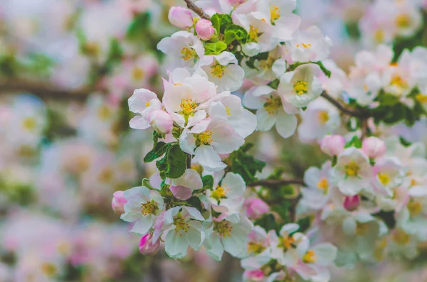 Witte Kleine Bloemen Fruitboom Lente — Stockfoto