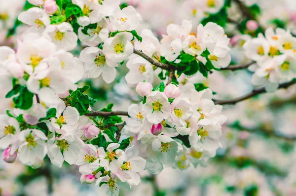 Bílé Drobné Květiny Ovocném Stromě Jaře — Stock fotografie