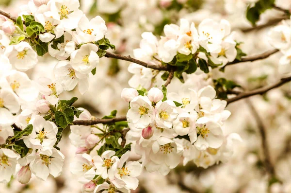 White Tiny Flowers Fruit Tree Springtime — Stock Photo, Image
