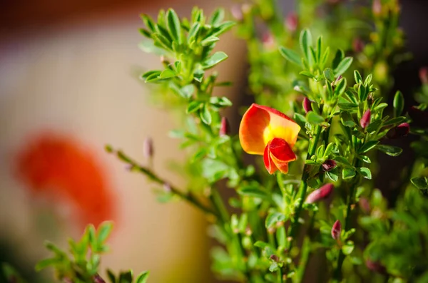 Orange Yellow Vivid Citisus Flower Tiny Green Leaves Background — Stock Photo, Image