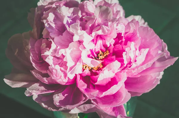 ピンクパステル牡丹の花の詳細を開花 — ストック写真