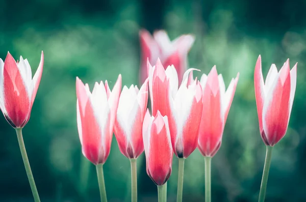 Kvetoucí Barevné Tulipány Zelené Pozadí — Stock fotografie
