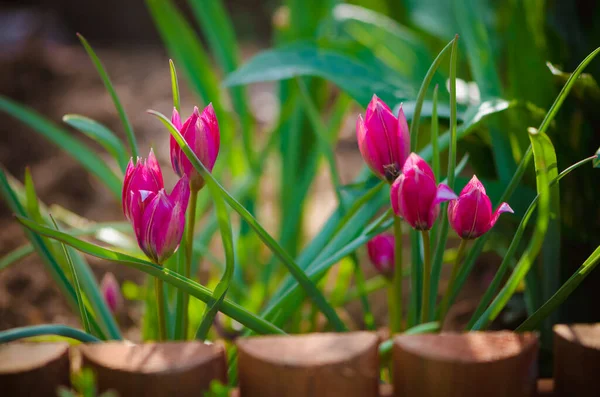 Beautiful Majestic Pink Tulips Spring Garden — Stock Photo, Image