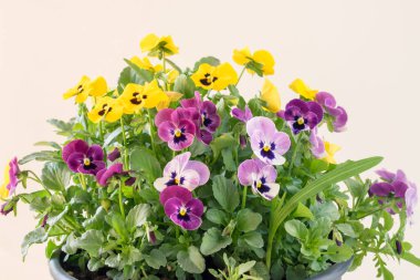 beyaz, pembe, sarı ve mavi renkler küçük bahar wiola çiçekleri