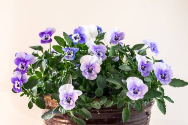 Mavi menekşe, yeşil yapraklı küçük bahar çiçekleri.