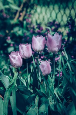 canlı pembe, beyaz laleler, yeşil yapraklar