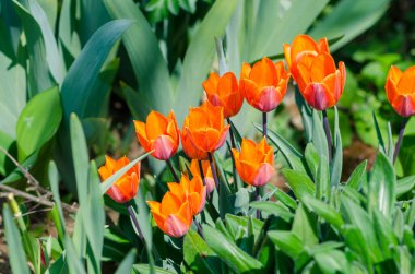 canlı kırmızı laleler, yeşil yapraklar arka plan