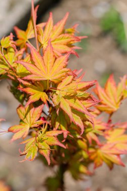 parlak ışıklı turuncu akçaağaç yaprakları arka plan
