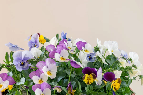 Λευκά Ροζ Κίτρινα Και Μπλε Χρώματα Από Μικρά Ανοιξιάτικα Λουλούδια — Φωτογραφία Αρχείου