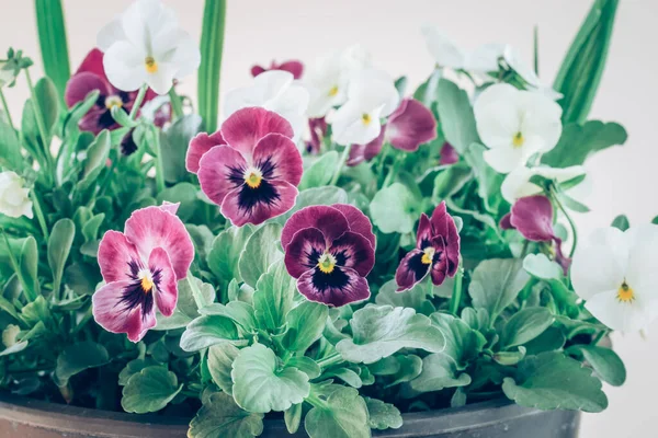 Púrpura Blanco Minúsculas Flores Primavera Wiola Con Hojas Verdes — Foto de Stock