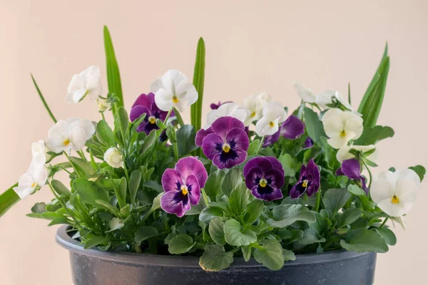 Fialové Bílé Drobné Jarní Wiola Květy Zelenými Listy — Stock fotografie