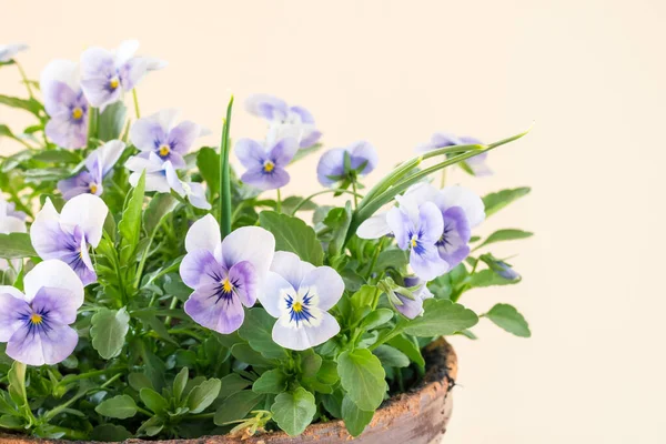 Blauwe Kleine Lente Wiola Bloemen Met Groene Bladeren — Stockfoto