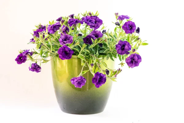Flor Petunia Púrpura Maceta Verde Aislado Fondo Blanco —  Fotos de Stock