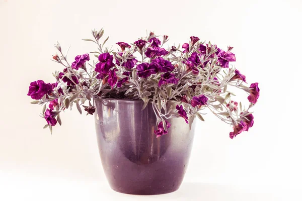 Flor Petunia Púrpura Maceta Aislada Fondo Blanco —  Fotos de Stock