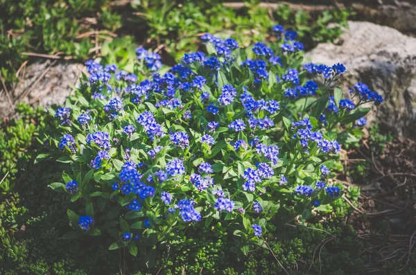 Kvetoucí Zapomenutá Květinka Zelené Listy — Stock fotografie