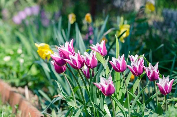Żywy Różowy Białe Tulipany Zielone Liście — Zdjęcie stockowe
