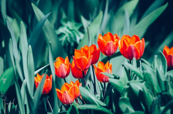 Żywe Czerwone Tulipany Zielone Liście Tło — Zdjęcie stockowe