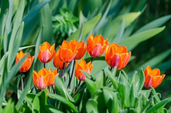 Żywe Czerwone Tulipany Zielone Liście Tło — Zdjęcie stockowe
