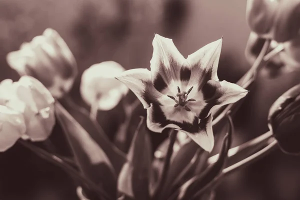 Tulipanes Monocromáticos Hojas Verdes Fondo —  Fotos de Stock