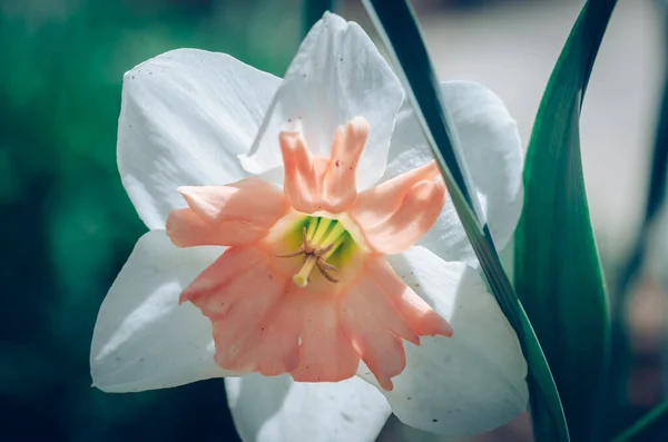 Barevné Exotické Narcisy Květinové Detail — Stock fotografie