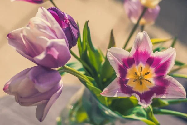 Tulipani Rosa Gialli Vivaci Foglie Verdi — Foto Stock