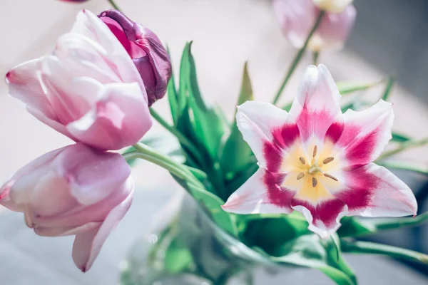 Tulipes Rose Vif Feuilles Vertes — Photo
