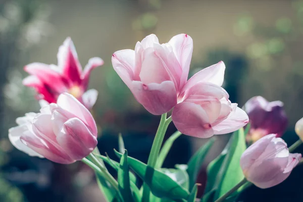 Żywe Różowe Tulipany Zielone Liście — Zdjęcie stockowe