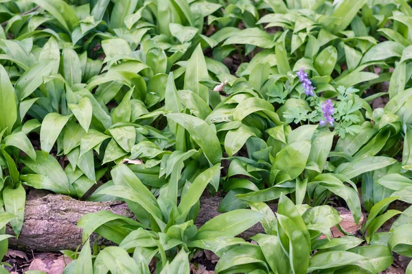 Green Wild Garlic Leaves Background — Stock Photo, Image