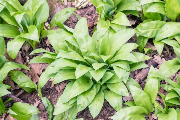 Green Wild Garlic Leaves Background — Stock Photo, Image