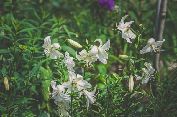Pachnące Majestatyczne Białe Lilie Kwiaty — Zdjęcie stockowe