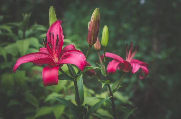 Güzel Kokulu Pembe Zambak Çiçekleri — Stok fotoğraf
