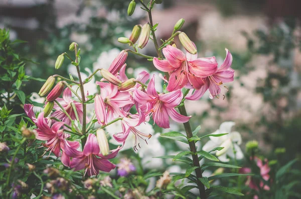 Αρωματικά Μεγαλοπρεπή Απαλά Ροζ Λουλούδια Κρίνου — Φωτογραφία Αρχείου