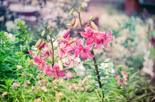 Voňavé Majestátní Měkké Růžové Lilie Květiny — Stock fotografie