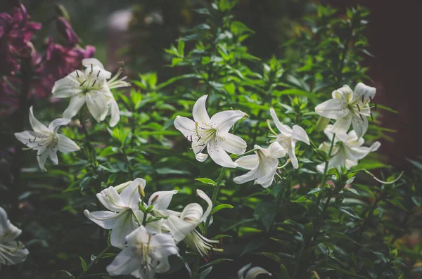 Αρωματικά Μεγαλοπρεπή Λευκά Λουλούδια Κρίνου — Φωτογραφία Αρχείου