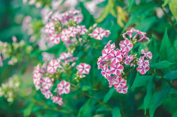 Dekorativní Dvě Barvy Kombinované Phlox Květiny — Stock fotografie