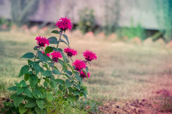 庭の鮮やかなピンクのモナルダの花 ロイヤリティフリーのストック写真