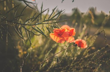 Güzel kırmızı gelincik güneş ışığı altında