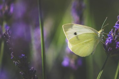 Güneş ışığı atmosferinde lavanta çiçeğinin üzerinde oturan kelebeğin dramatik görüntüsü