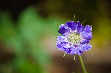 mavi yay scabiosa çiçeği, izole edilmiş, kopyalama alanı