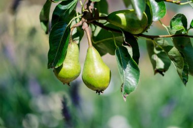 Ağaçta sallanan olgun armut meyvesi